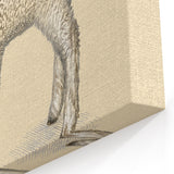Charming Lamb Wall Art - Vintage Farm Animal Canvas Print