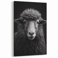 Dramatic Sheep Wall Art - Black and White Farm Animal Canvas Print