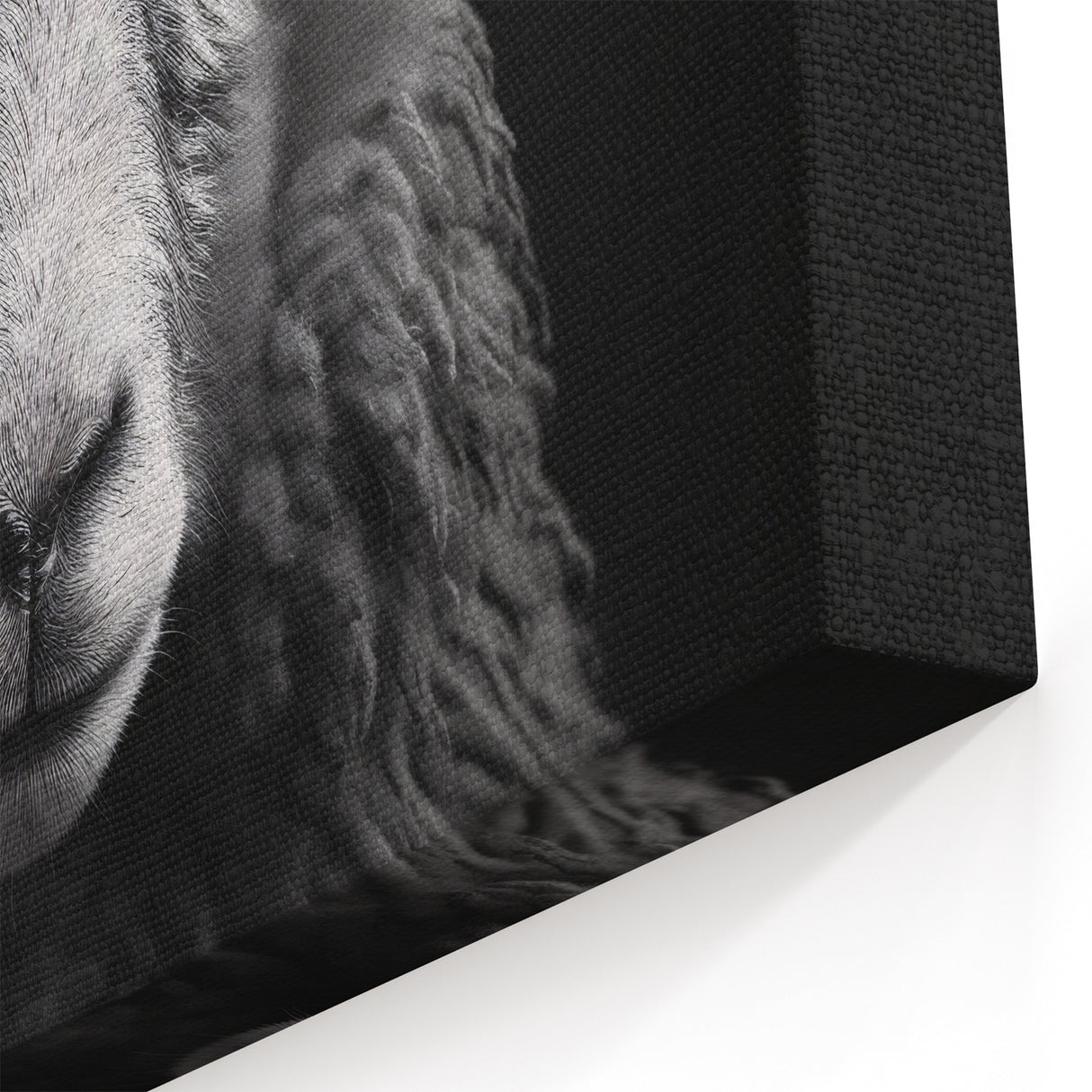 Dramatic Sheep Wall Art - Black and White Farm Animal Canvas Print