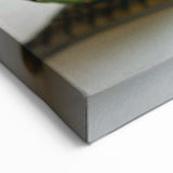 Stunning Snail Wall Art - Nature's Beauty on Canvas, Acrylic, and Prints