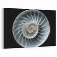 Snail Wall Art - Stunning Spiral Shell | Canvas, Acrylic & Framed Prints