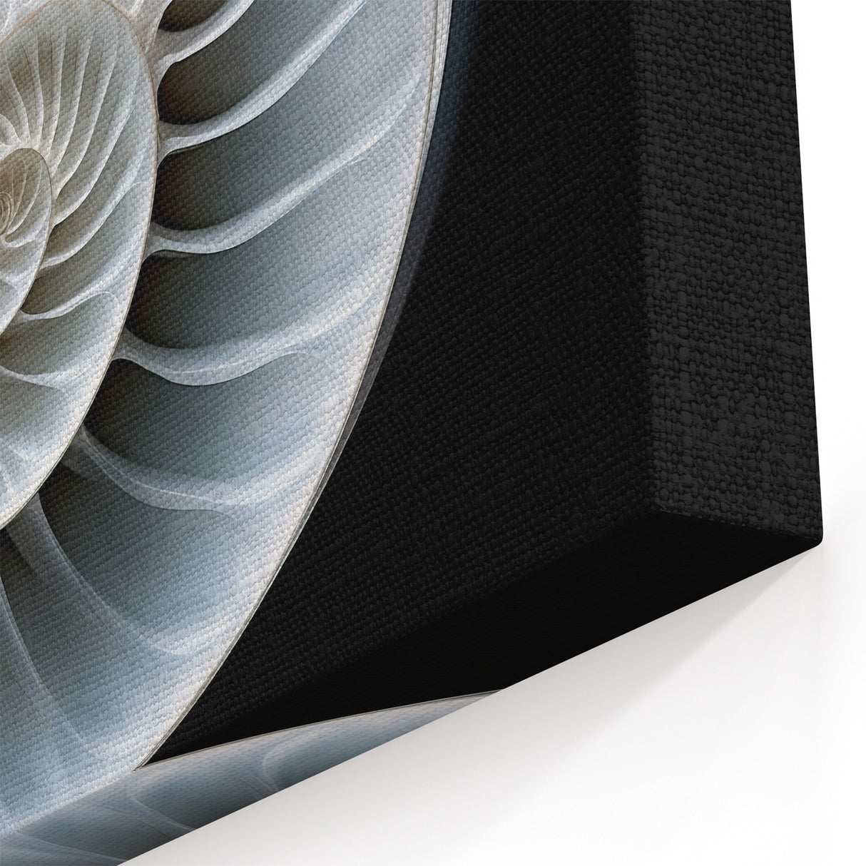 Snail Wall Art - Stunning Spiral Shell | Canvas, Acrylic & Framed Prints