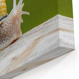 Garden Snail Wall Art | Nature's Beauty on Canvas, Acrylic & Prints