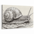 Monochrome Snail Wall Art - Intricate Line Drawing on Canvas & Prints