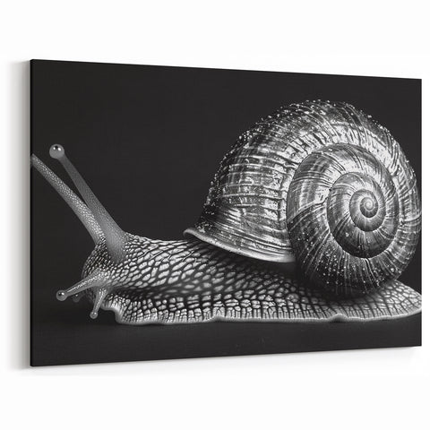 Silver Snail Wall Art | Elegant Black & White Design on Canvas & Prints
