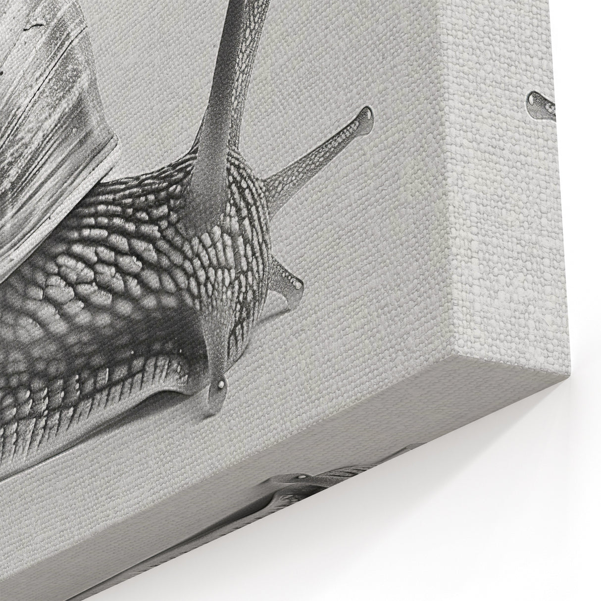 Minimalist Snail Wall Art | Elegant Black & White Canvas & Prints