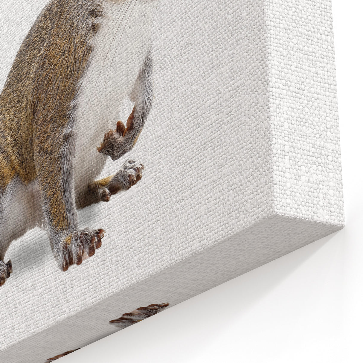 Realistic Squirrel Wall Art Print - Wildlife Animal Decor