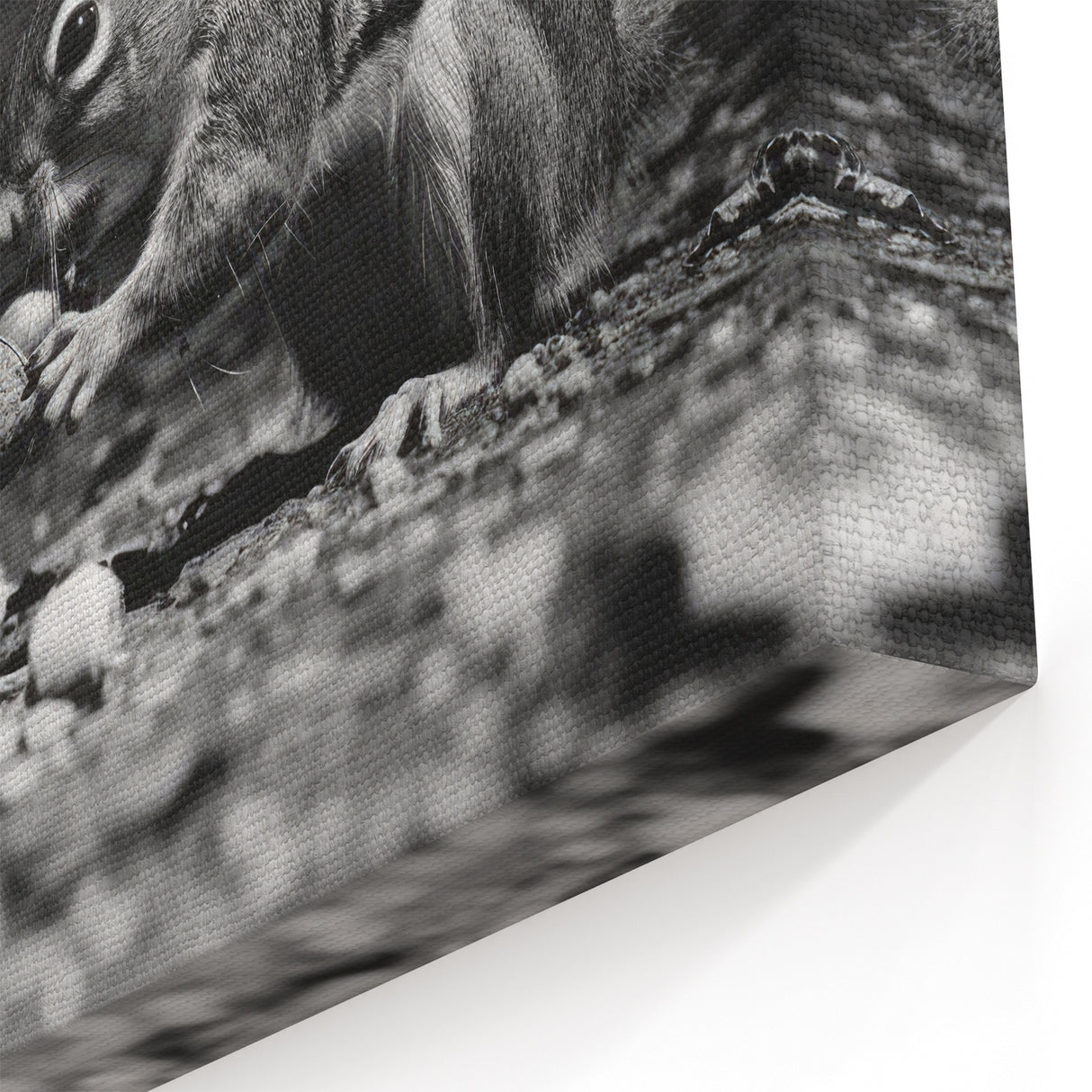 Elegant Squirrel in Black and White - Rustic Wall Art Print