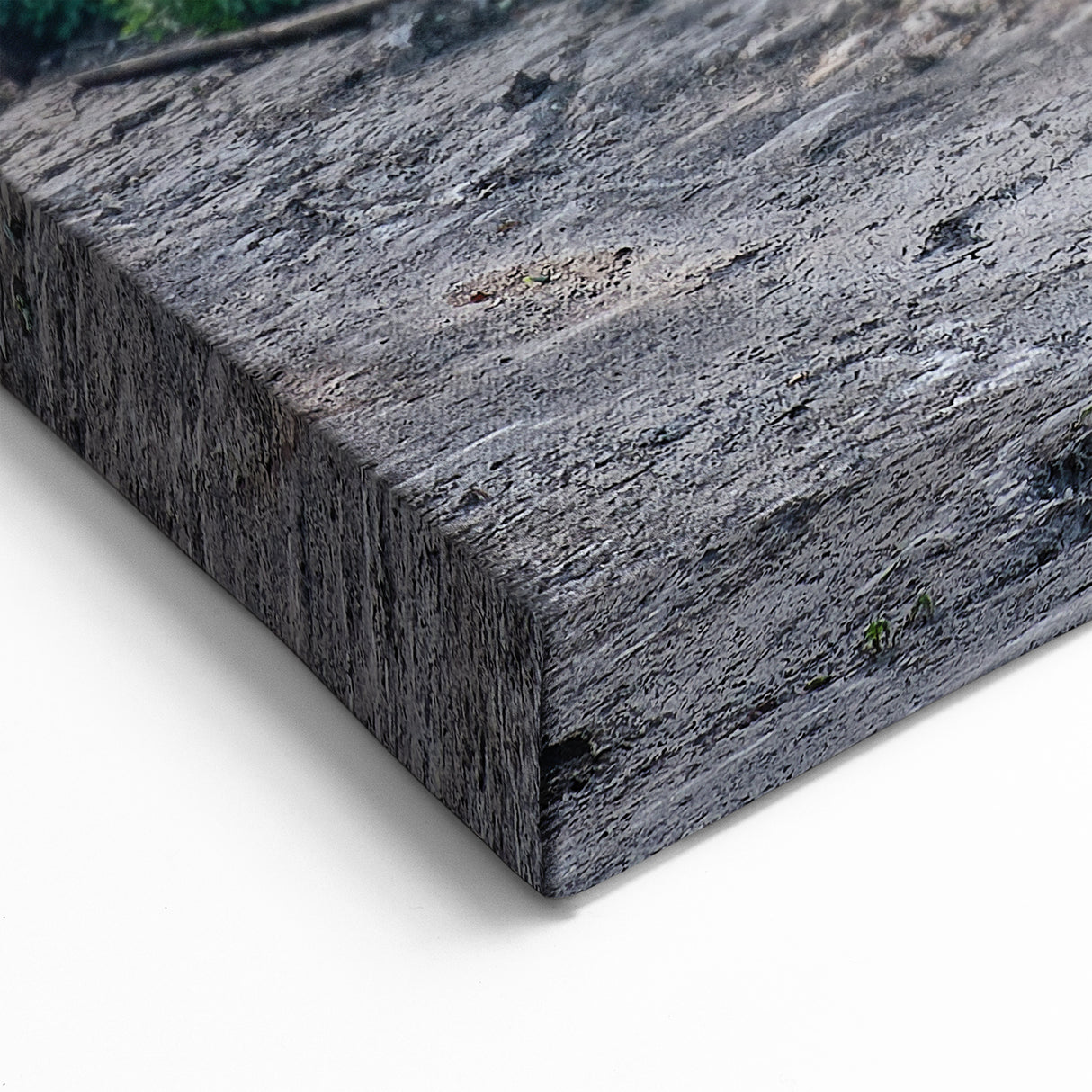 Rustic Abandoned Cottage Art - Overgrown Rural Farmhouse Print