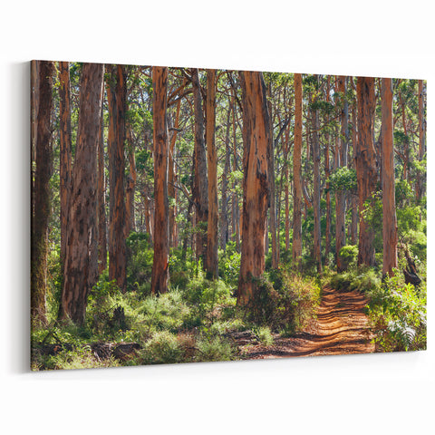 Sunlit Forest Path - Tree Wall Art & Scenic Landscape Canvas Prints