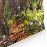 Sunlit Forest Path - Tree Wall Art & Scenic Landscape Canvas Prints