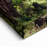 Sunlit Forest Path - Tree Wall Art & Scenic Landscape Canvas Prints