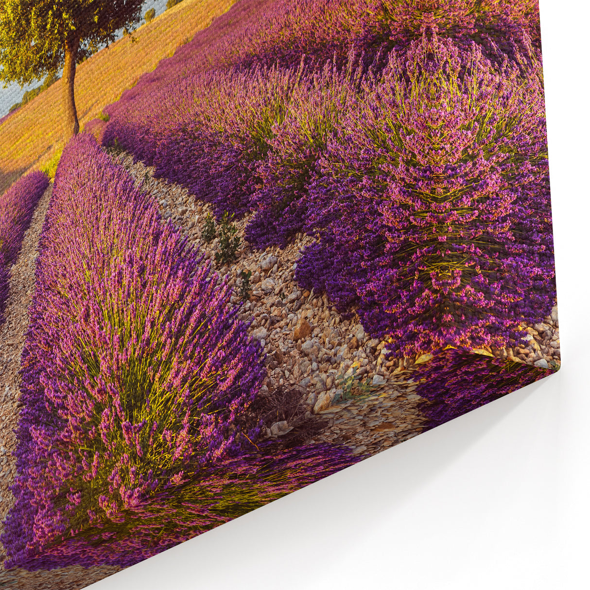 Countryside Wall Art - Lavender Field with Tree Landscape Canvas