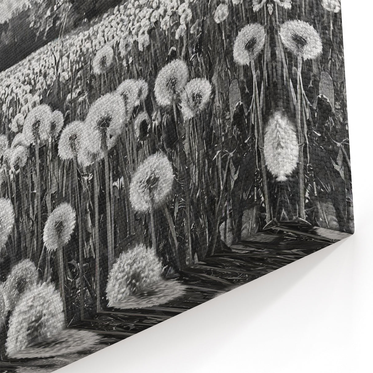 Black and White Countryside Art - Dandelion Field in Sunlight