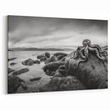 Black and White Octopus Coastal Art - Marine Life Photography Print