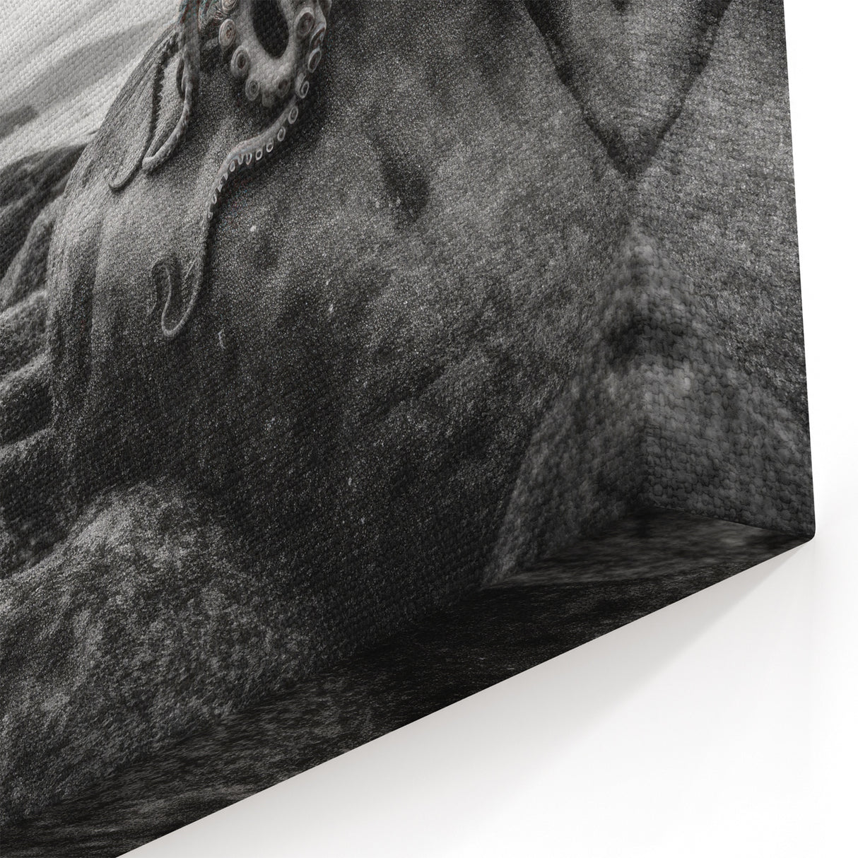 Black and White Octopus Coastal Art - Marine Life Photography Print