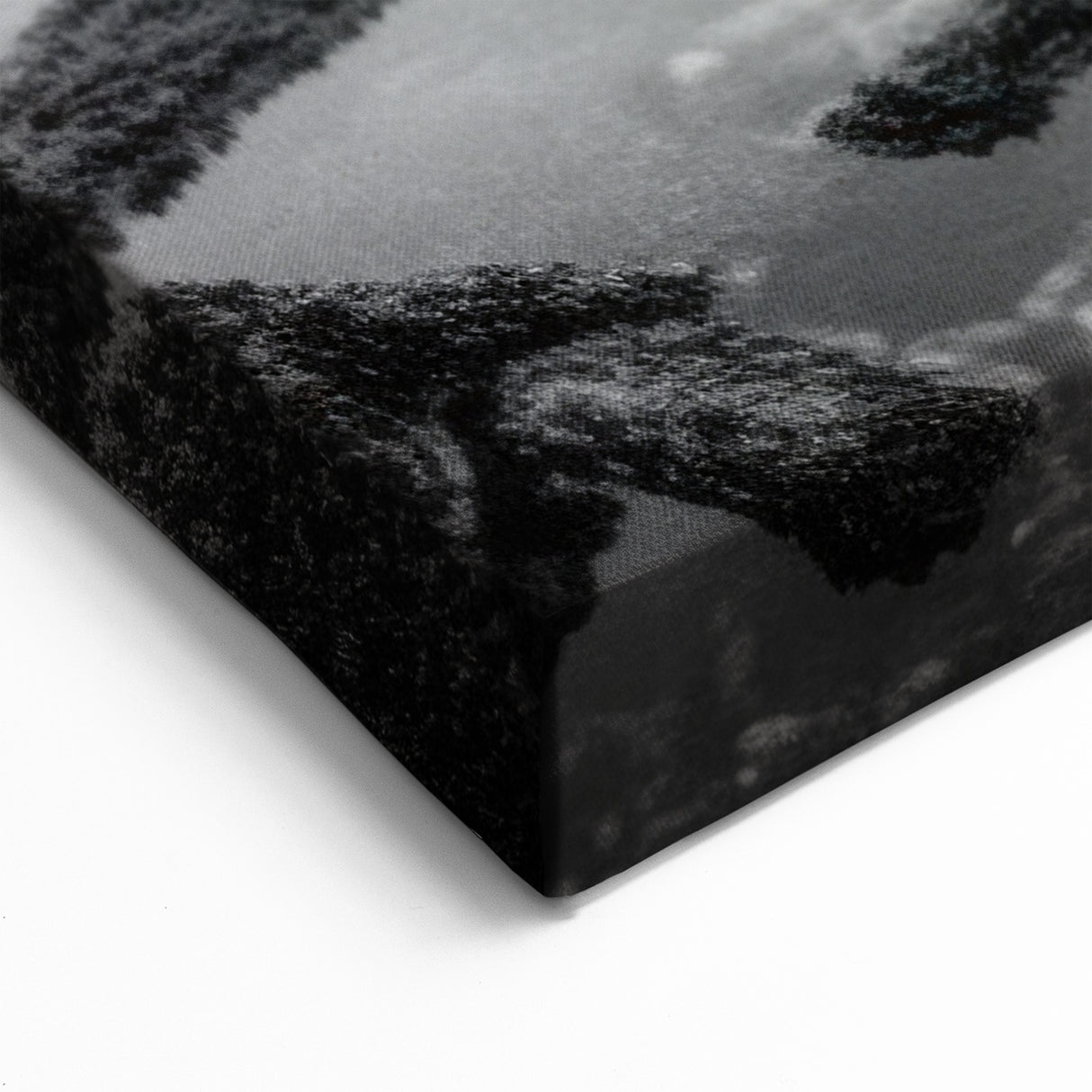 Black and White Octopus Coastal Art - Marine Life Photography Print