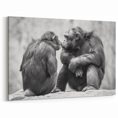 Intimate Chimpanzee Moment - Primate Wildlife Canvas Art Decor
