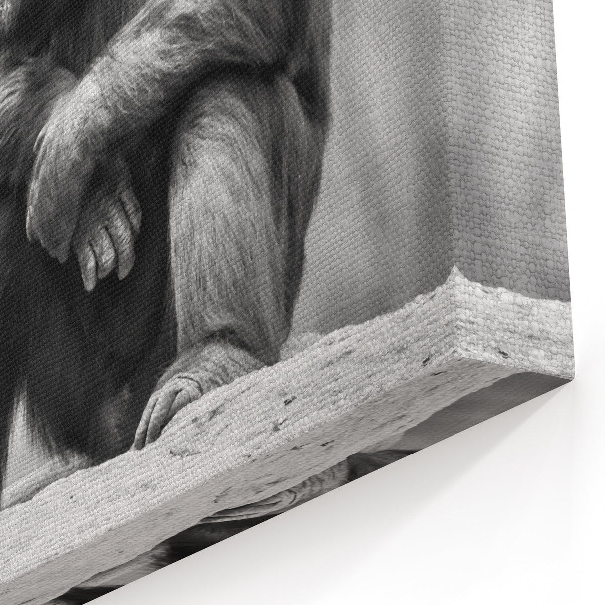 Intimate Chimpanzee Moment - Primate Wildlife Canvas Art Decor