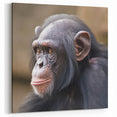 Contemplative Chimpanzee Portrait - Primate Wildlife Canvas Art Decor