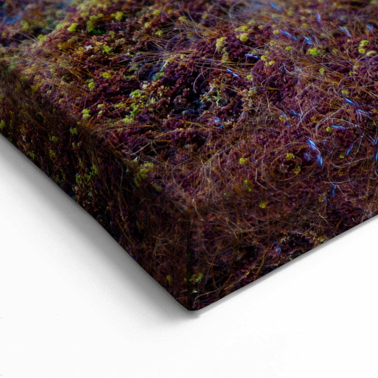 Beautiful Swamp Photography - Nature Marshland Artwork