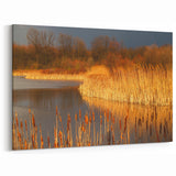 Golden Marsh Reeds at Sunset - Scenic Swamp and Marsh Canvas Prints