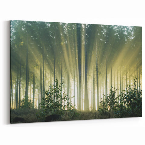Sunbeams Through Forest Trees - Serene Nature Wall Art in Landscape Prints