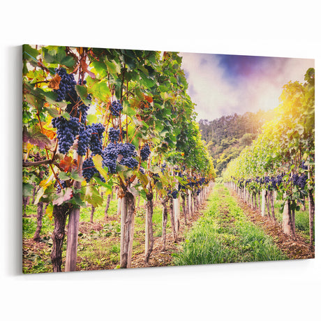 Vineyard Wall Art - Scenic Vineyard Canvas Print for Wine Country Decor