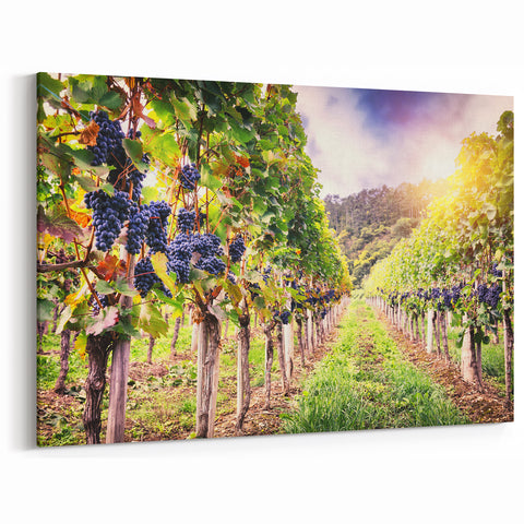 Vineyard Wall Art - Scenic Vineyard Canvas Print for Wine Country Decor