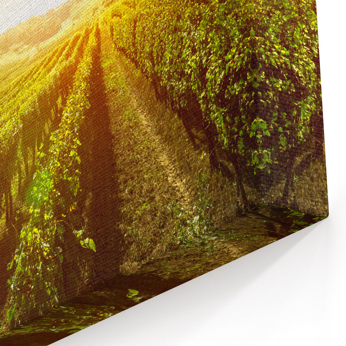 Vineyard Rolled Canvas - Golden Vineyard Wall Art for Wine Lovers