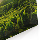Vineyard Canvas Print - Sunlit Vineyard Landscape for Elegant Home Decor
