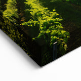 Vineyard Canvas Print - Sunlit Vineyard Landscape for Elegant Home Decor