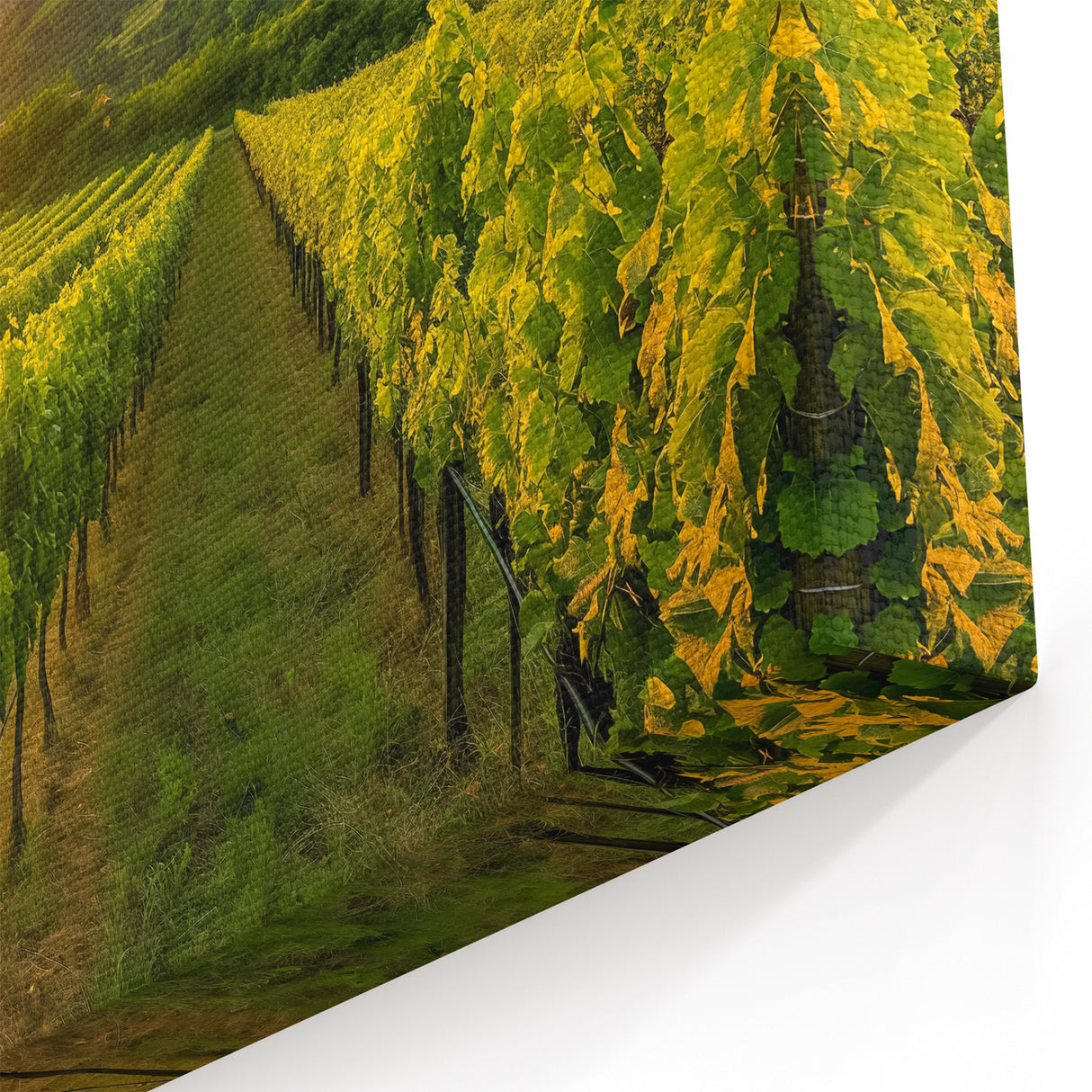 Vineyard Canvas Print - Golden Sunset Over Vineyard for Tranquil Decor