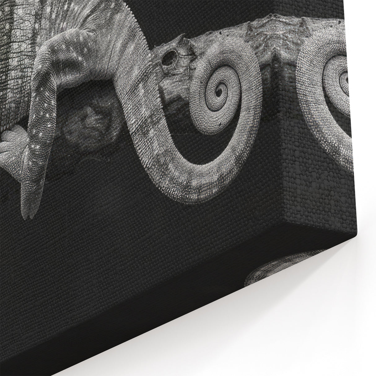 Black and White Chameleon Wall Art - Monochrome Reptile Canvas Print