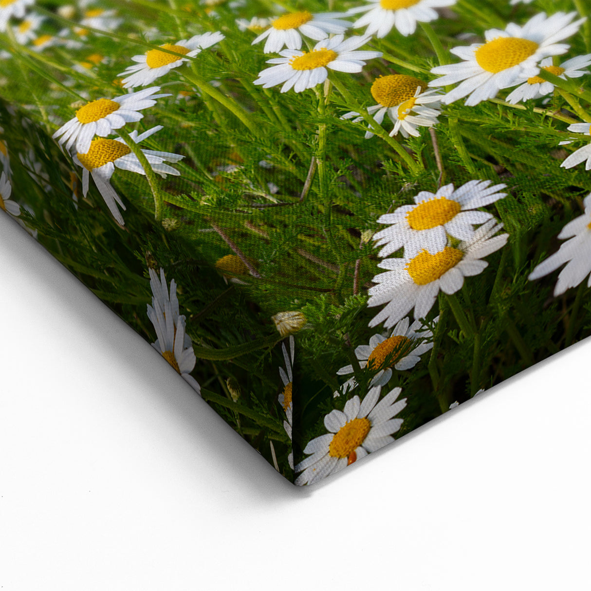 Sunlit Meadow Valley Wall Art - Peaceful Daisy Field Landscape Print
