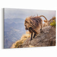 Majestic Ethiopian Gelada Baboon on Mountain - Ethiopian Wall Art Print