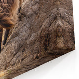 Majestic Ethiopian Gelada Baboon on Mountain - Ethiopian Wall Art Print