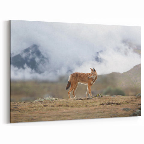 Majestic Ethiopian Wolf in Highlands - Wildlife Art Print