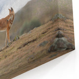 Majestic Ethiopian Wolf in Highlands - Wildlife Art Print
