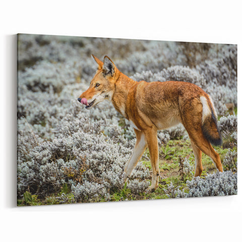Ethiopian Wolf in Highland Habitat - Majestic Wildlife Art Print