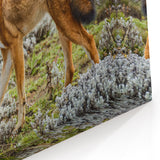 Ethiopian Wolf in Highland Habitat - Majestic Wildlife Art Print