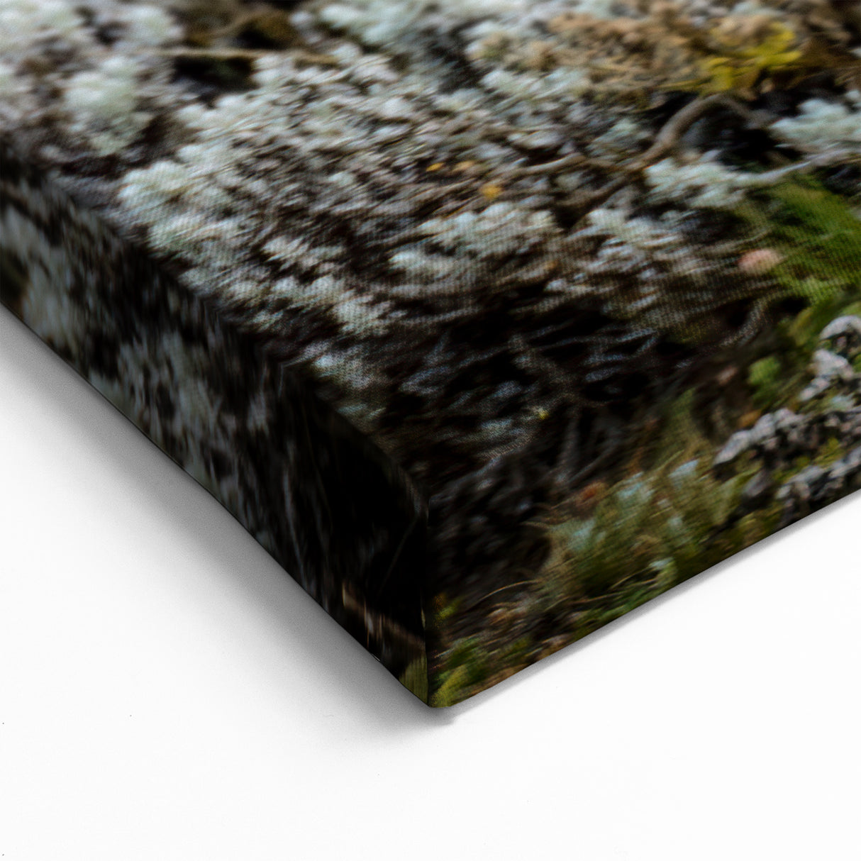 Ethiopian Wolf in Highland Habitat - Majestic Wildlife Art Print