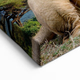 Majestic Kenyan Lion with Kilimanjaro - African Wildlife Wall Art