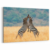 Playful Zebras in Kenya - African Wildlife Wall Art