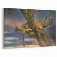 Resting Lioness at Dusk - African Wildlife Wall Art