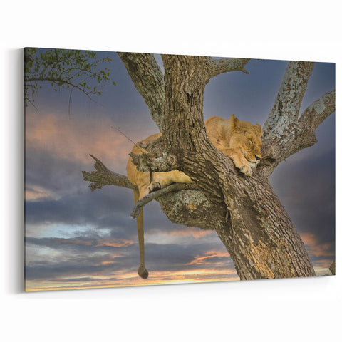 Resting Lioness at Dusk - African Wildlife Wall Art