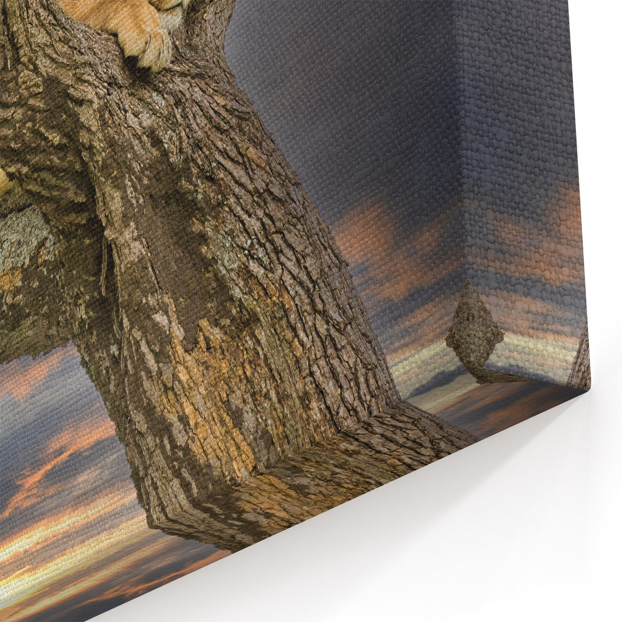 Resting Lioness at Dusk - African Wildlife Wall Art