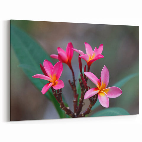Madagascar Nature Art - Vibrant Pink Flowers Print on Canvas