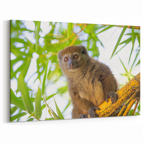 Madagascar Nature Art - Adorable Lemur on Bamboo Print on Canvas