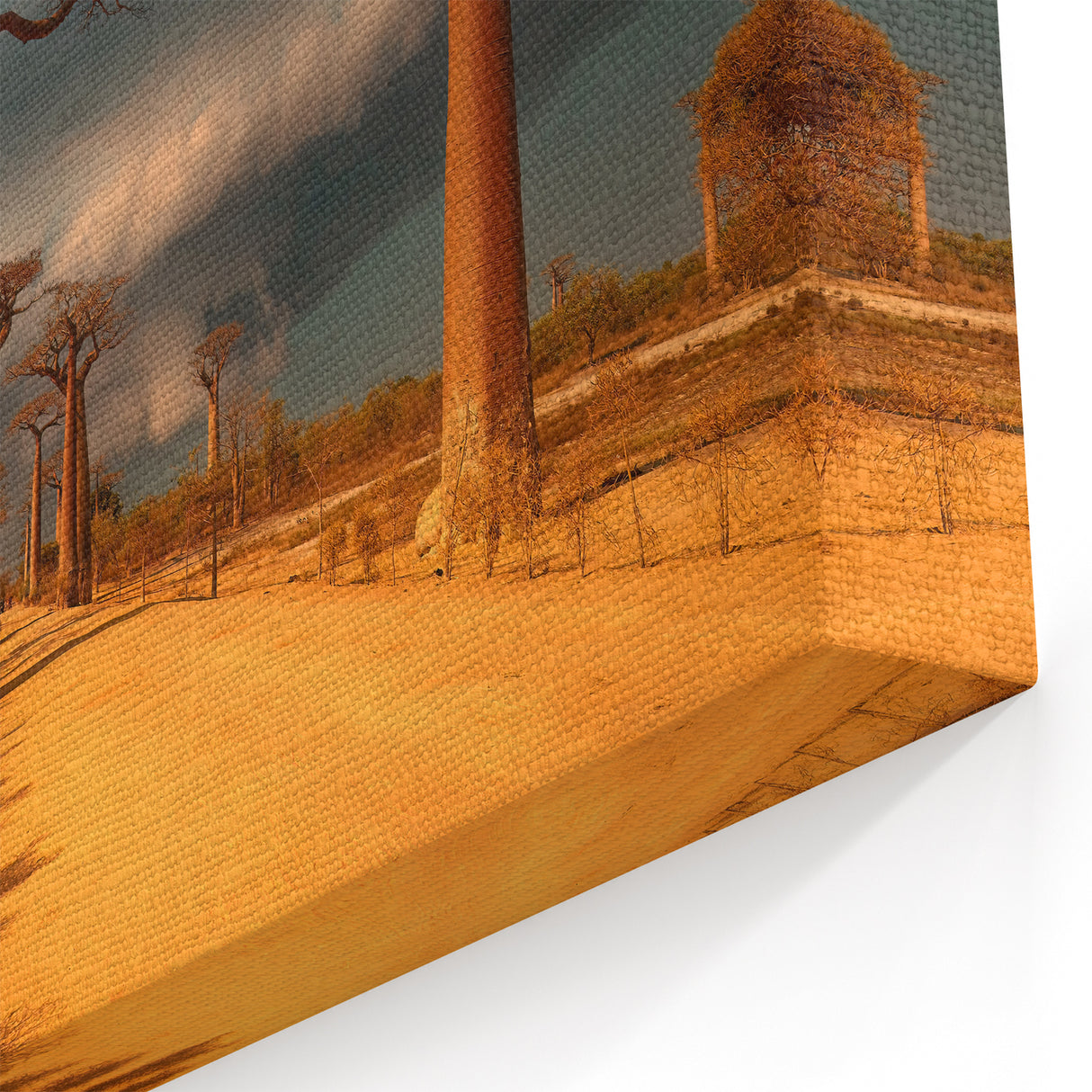 Madagascar Landscape Print - Majestic Baobab Trees at Sunset on Canvas